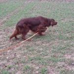 Tiersuche, Vorstehhund, Wittelsberg, Feld, Moischt, Schröck